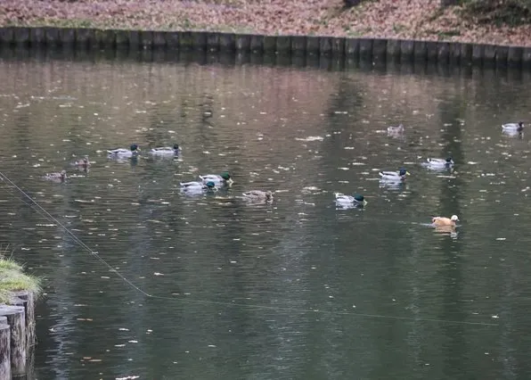 Фотография из галереи