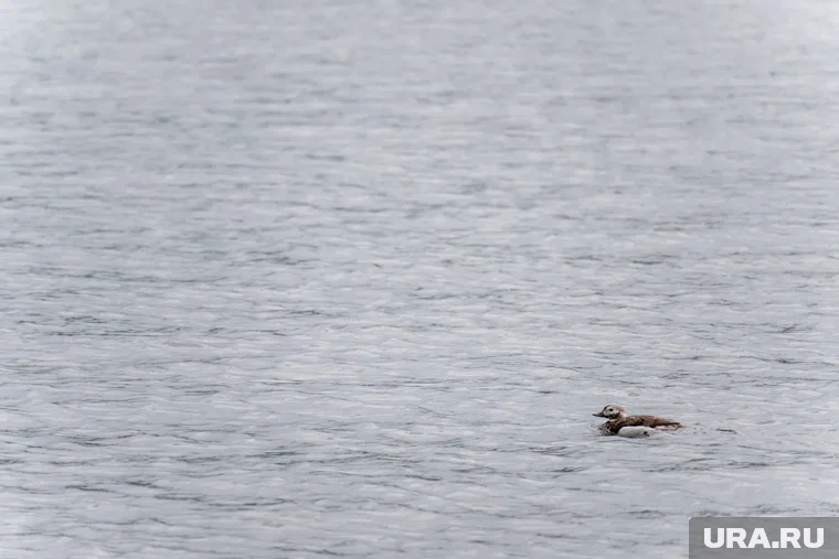 На востоке Москвы в пакете обнаружены останки человека, на месте работают следователи и представители прокуратуры