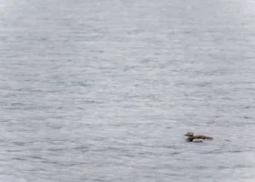 В московском пруду нашли останки ребенка в рюкзаке
