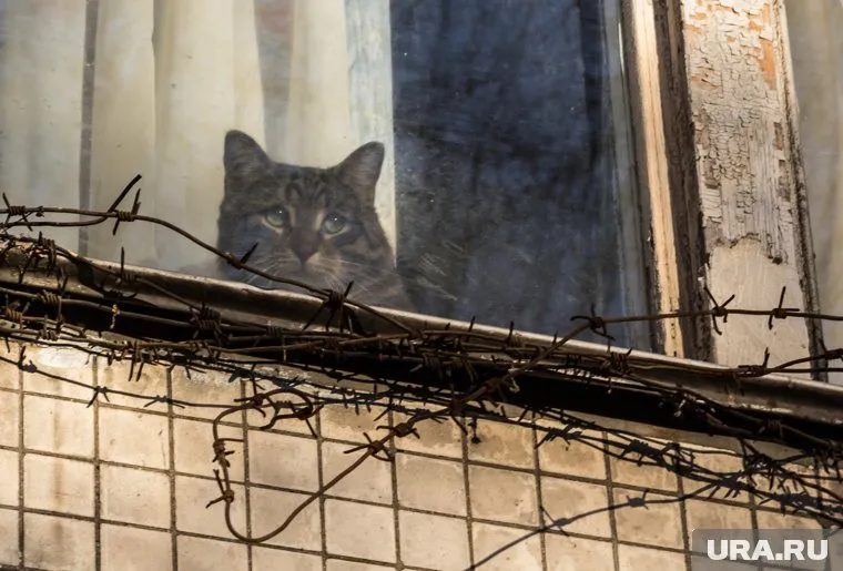 Убийство котов обернулось уголовным делом для челябинца