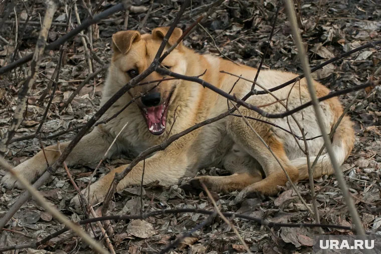 Собака напала на мальчика, когда тот отдыхал на качелях 