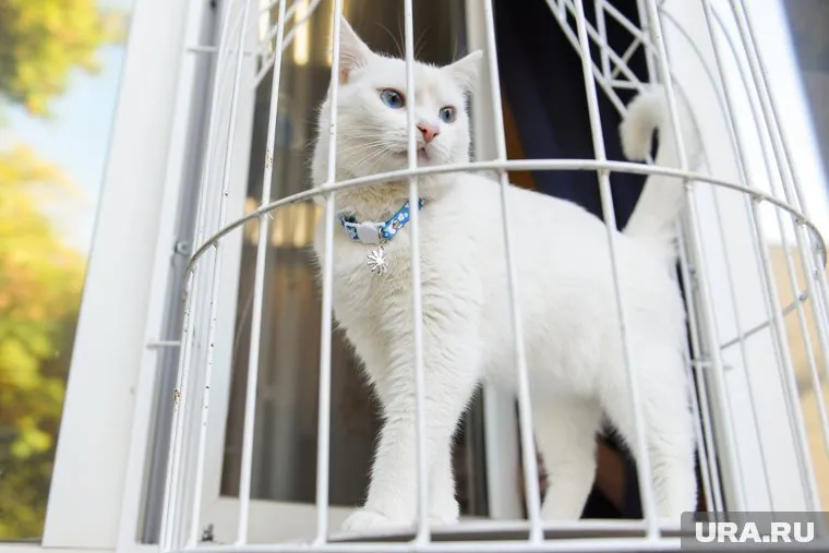 При вывозе домашних питомцев за рубеж следует заполнить специальную форму