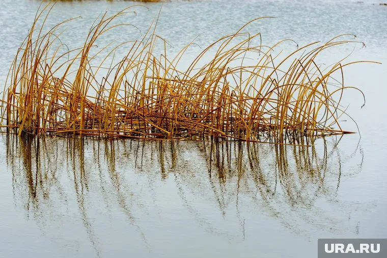 Тело находилось в камышах на мелководье