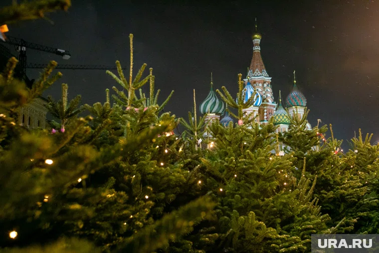 Выбор главной новогодней елки проходит по строгим параметрам