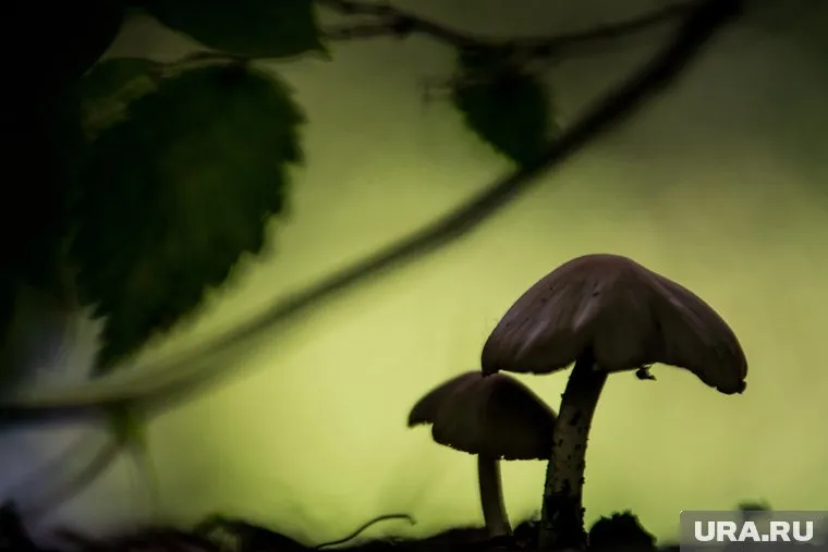 Впервые циатус полосатый был исследован в 18 веке