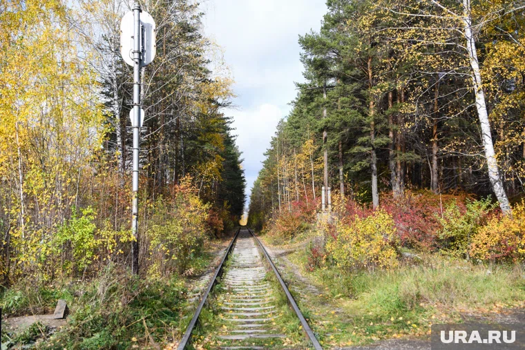 Белорусские и польские правоохранители проводят совместную работу по поиску диверсантов
