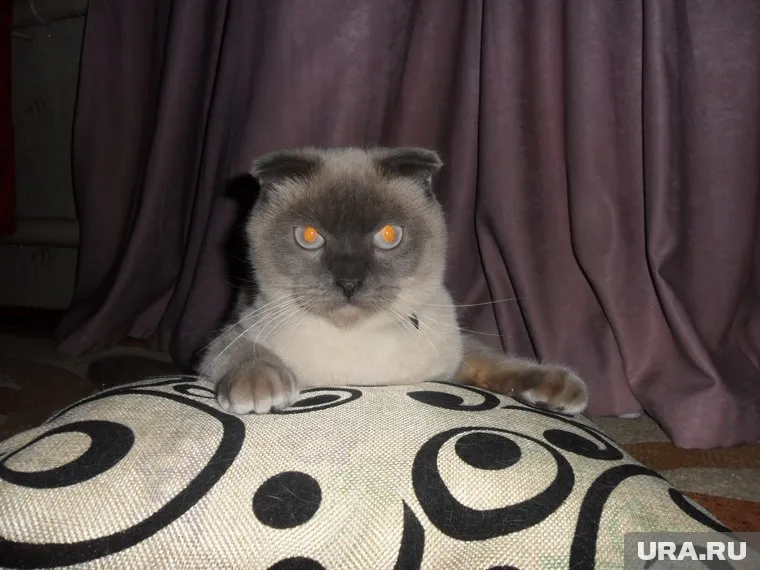 В 2015 году Барсик выдвигался в мэры Барнаула