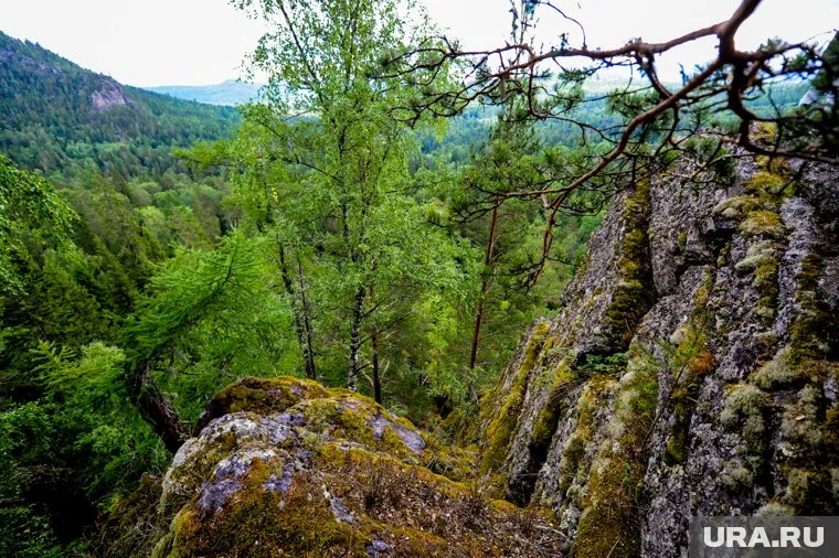 Мураховский, лечивший Алексея Навального, пропал в Тайге
