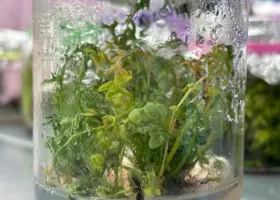 Ученые впервые клонировали краснокнижное растение