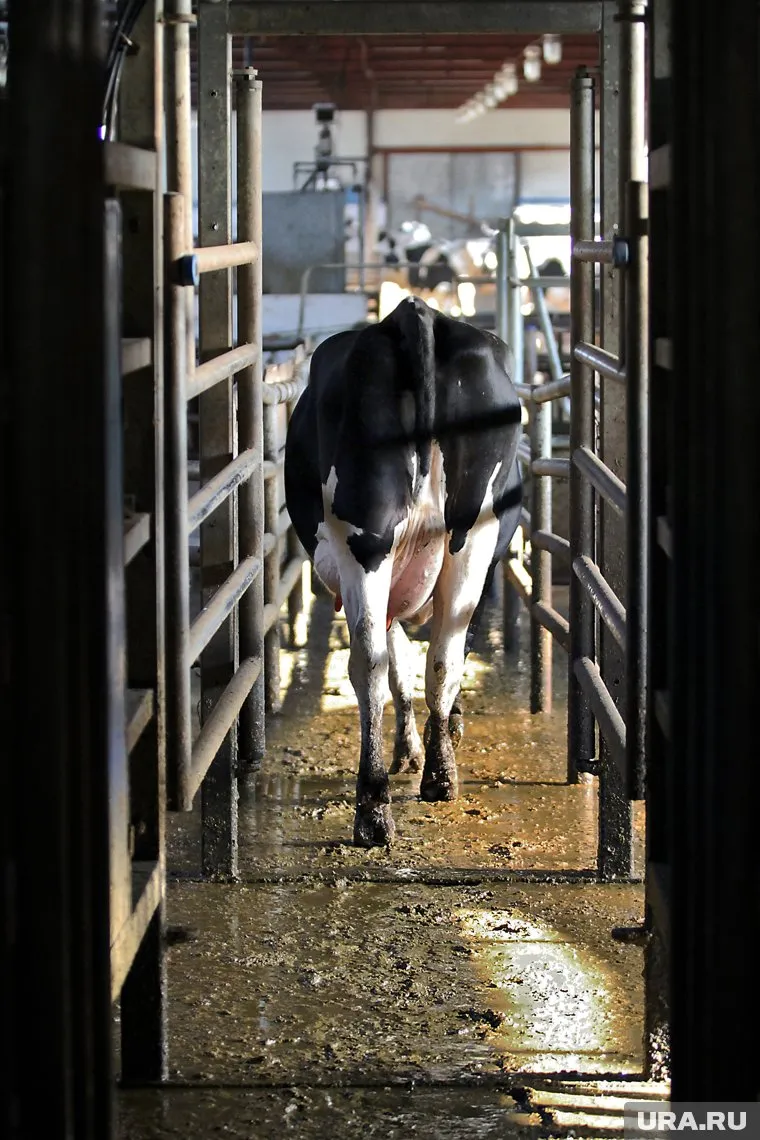 На строительстве коровников бизнесмен потерял миллионы - часть долга ему отдали морковкой, часть предложили "забыть"