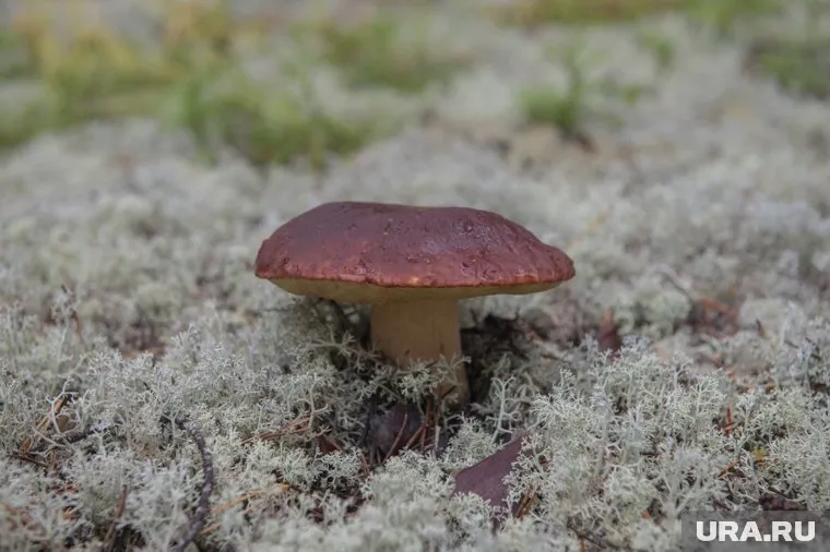 Грибное место обнаружено в 19-ти километрах от Ноябрьска