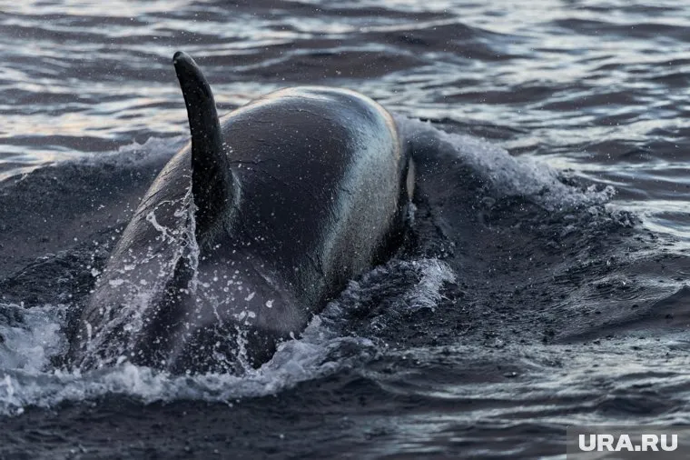 Косатки уплыли в открытое море после спасения (архивное фото)