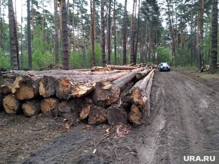 В лесах курганского города массовая вырубка леса