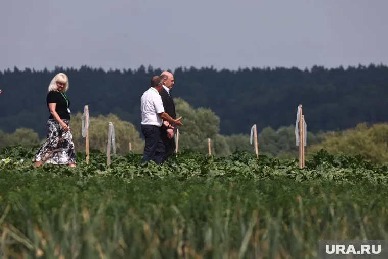 Премьер-министр Михаил Мишустин принял решение ускорить вовлечение в хозяйственный оборот неиспользуемых земель