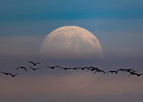 Момент, когда Луна и Земля максимально близки: яркие кадры уникального Бобрового полнолуния