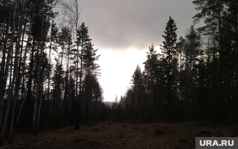 Женщина потерялась в лесу (архивное фото)