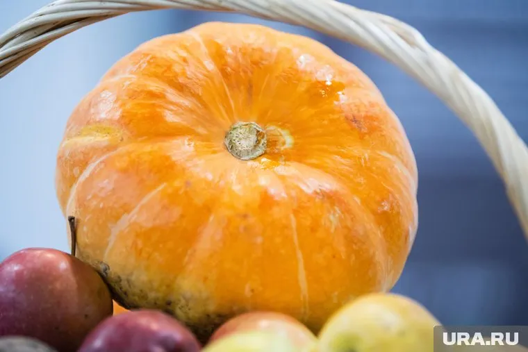 На полив своей огромной тыквы садовод ежедневно тратит по 200 литров воды