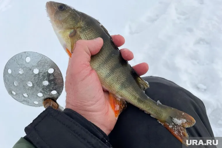 Окунь-альбинос, которого поймали рыбаки в Нижневартовске, оказался без полосок