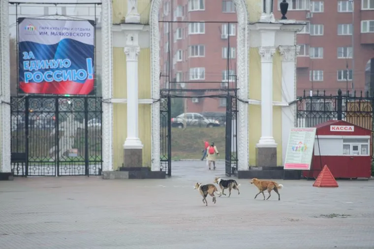 Встреча с матерью Басаргина. Екатеринбург, собаки, парк маяковского, бездомные животные, бродячие собаки, стая собак