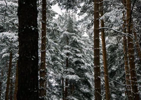 Спасатель поставил точку в деле Усольцевых