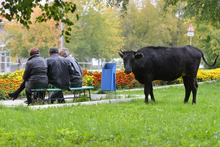 Верхний Уфалей. Нижний Уфалей. Казаков Павел. Челябинск., бульвар, корова, верхний уфалей