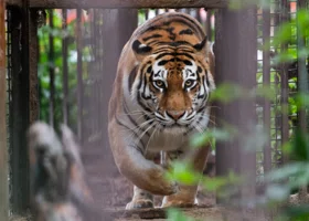 Амурский тигр, пугающий жителей Приморья, рискует угодить в клетку
