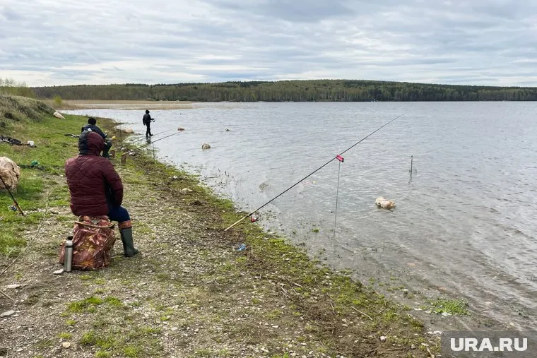 В водоеме водятся разные рыбы — карп, сиг, рипус