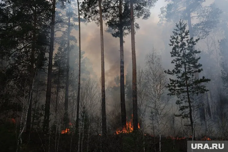 Спецборт МЧС будет тушить лесной пожар