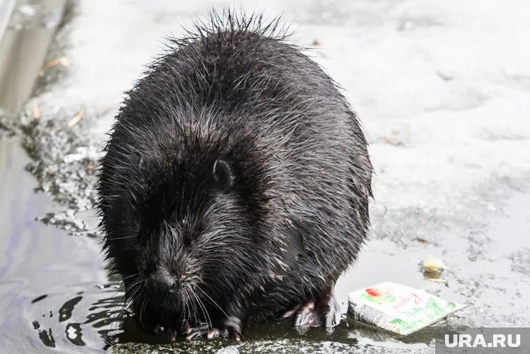 Бобра у своего дома встретили жители Чайковского (архивное фото)