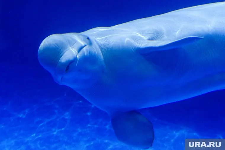 Для морских животных сначала создадут программу адаптации к условиям на воле