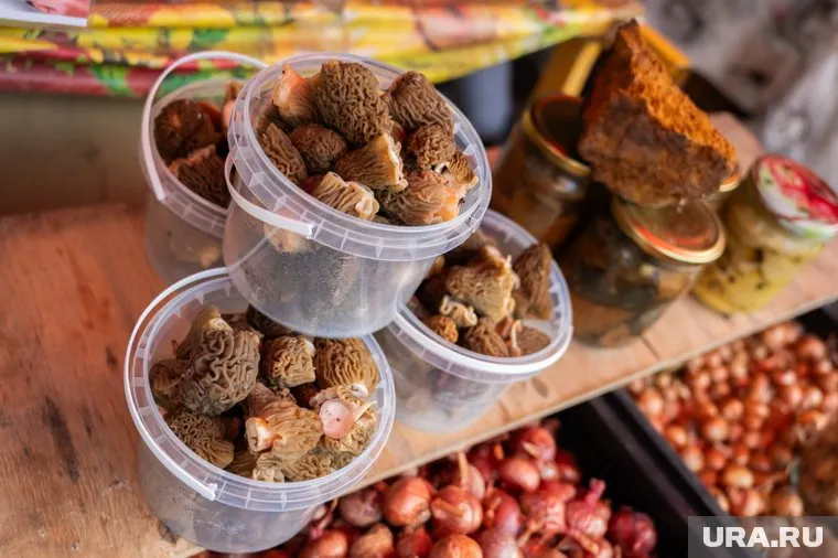 Из лисичек, рыжиков, сыроежек и некоторых других грибов нельзя варить суп из-за токсинов, содержащихся в них