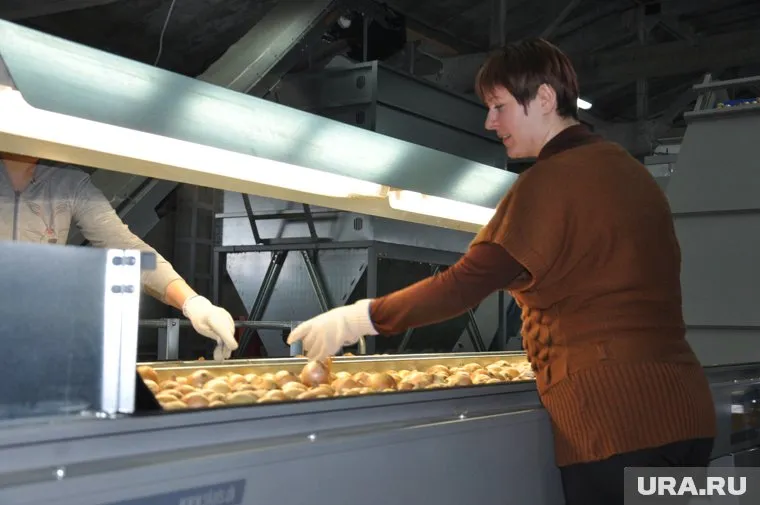 Рабочие обязанности заключаются в чистке и сортировке овощей (архивное фото)