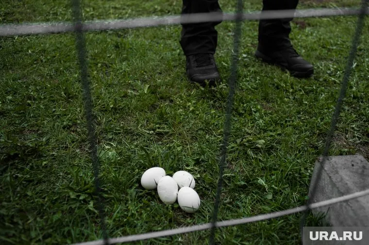 Горожане уже приносили на митинги яйца