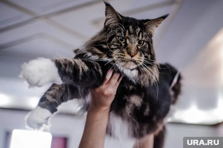 О происхождении мейн-кунов есть несколько версий