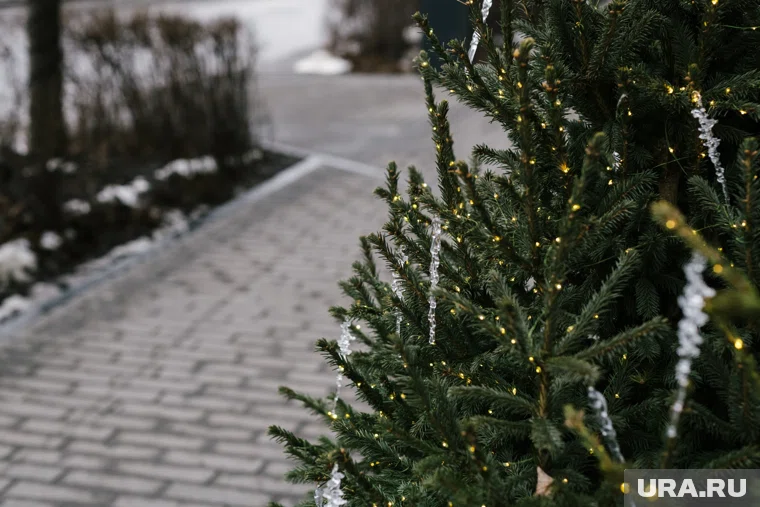 Новогодние ели украшают праздничную Тюмень 