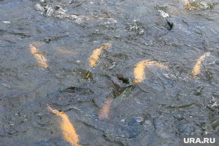 Рыбак предположил, что рыба исчезает из-за сбрасывания сточных вод в Обь