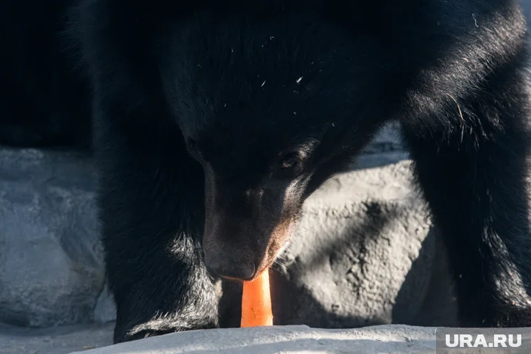 Медведь не может уснуть из-за слишком теплой осени и начала декабря