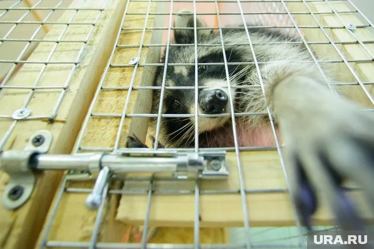 Закон призван спасти животных от жестоких владельцев, но его легко обойти