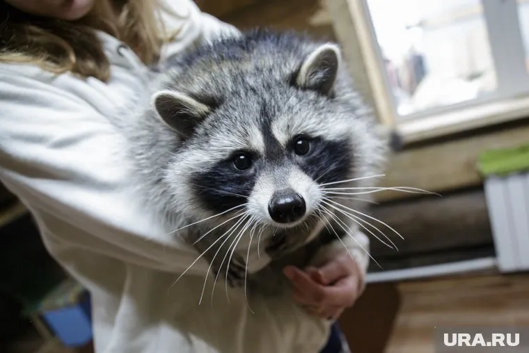 Енот из Сургута устроил погром в квартире хозяйки и прославился на всю страну