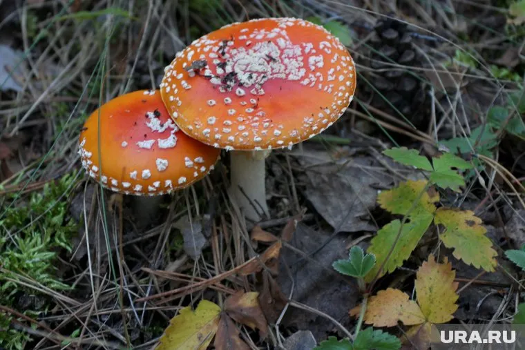 Челябинец пострадал за рекламу препаратов из мухомора