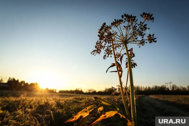 Борщевик опасен и его нужно убирать, сообщили в Центре управления регионом