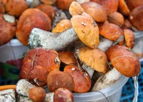 Уральский ученый прогнозирует рекордный урожай грибов