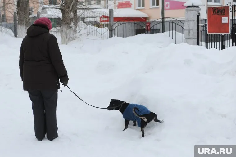 Конфликт произошел из-за неубранных собачьих фекалий