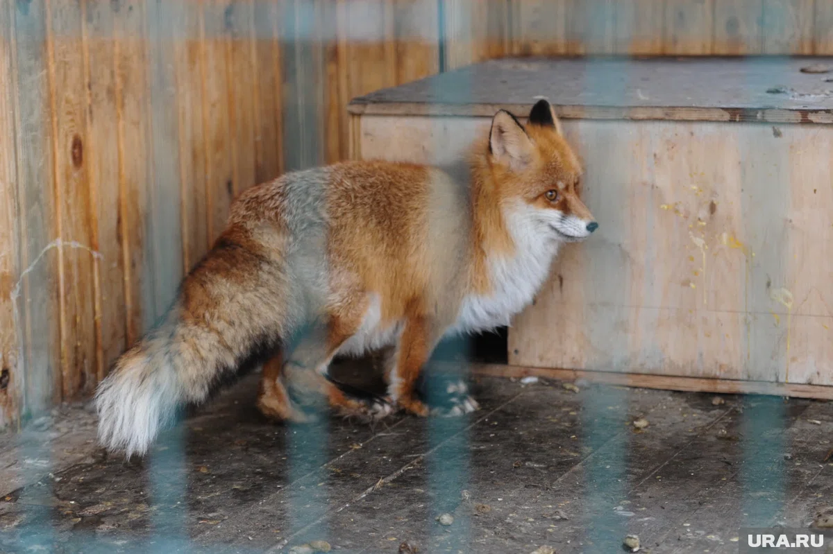 В Тюменской области провели вакцинацию диких животных против бешенства