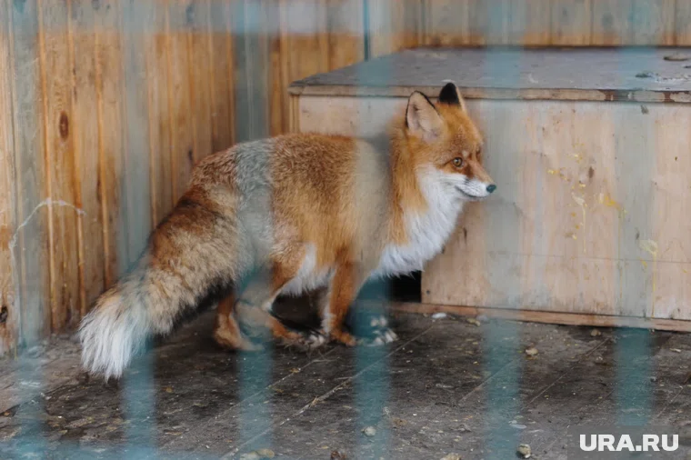 В Тюменской области провели вакцинацию диких животных против бешенства