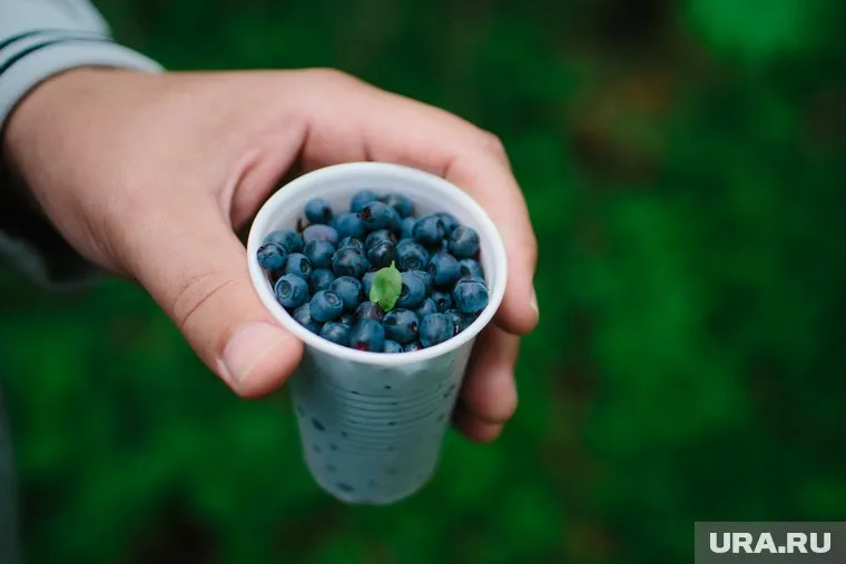 В лесах Челябинской области поспела черника