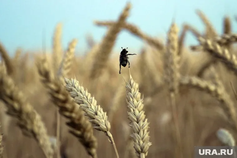 На встрече по «зерновому вопросу» были достигнуты договоренности