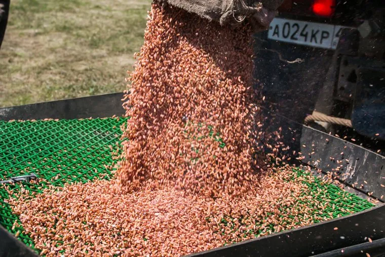 Посевная. Поселок Глинки. Курган