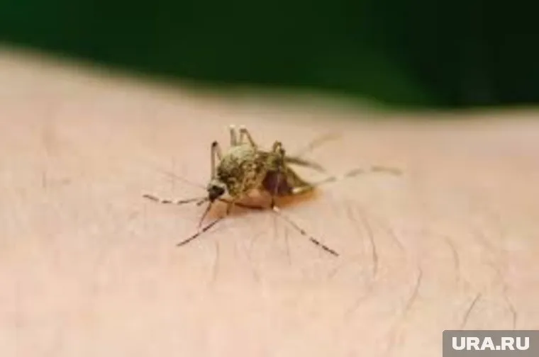 Заболевание передается с укусами насекомых