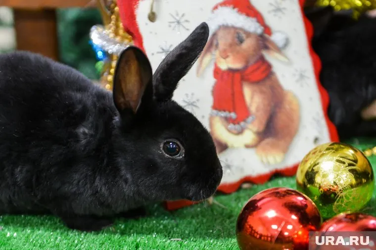 Наступающий 2023 год — год Кролика